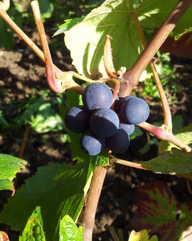 Conscrit - Champagne - Vendange / Harvest 2012